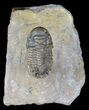 Cute, Little Crotalocephalina Trilobite - long #58734-5